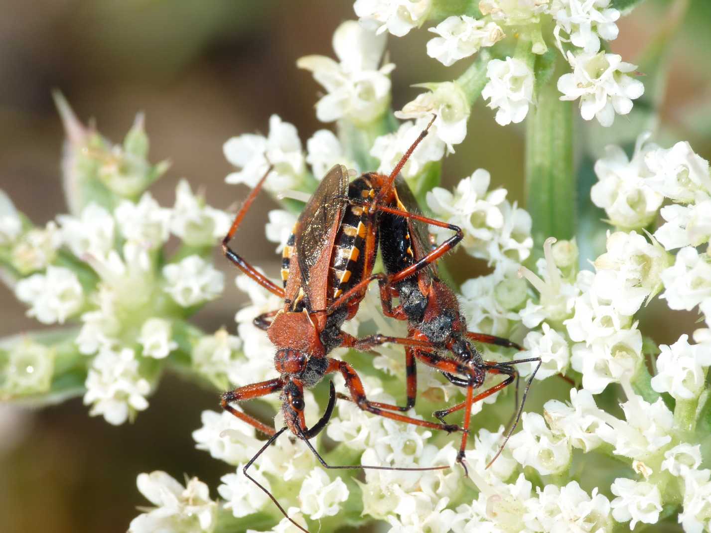 Rhynocoris erythropus: accoppiamenti